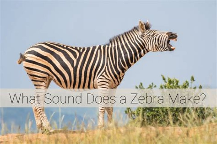 How Does a Zebra Sound? Discovering the Fascinating Vocalizations of Zebras