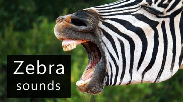 Zebra Sounds: Understanding the Communication of These Striped Beauties