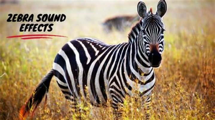 Zebra Sounds: Understanding What Does a Zebra Sound Like